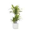 Dracaena Lemon Lime Ø21cm – ↕65cm