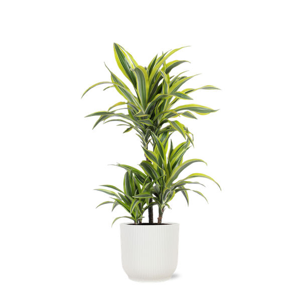 Dracaena Lemon Lime Ø21cm – ↕65cm