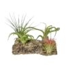 Tillandsia Kurkhout Large – Ø17cm – ↕17cm