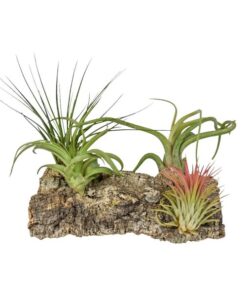 Tillandsia Kurkhout Large – Ø17cm – ↕17cm