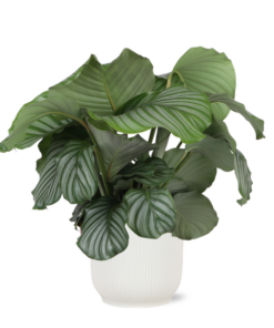 Calathea Orbifolia Ø21 cm – ↕70 cm in Vibes Weißen Topf