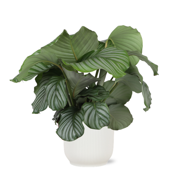 Calathea Orbifolia Ø21 cm – ↕70 cm in Vibes Weißen Topf