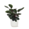 Calathea Medaillon Ø21cm – ↕70cm in Vibes WIT pot