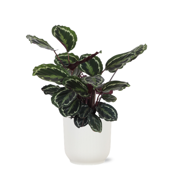 Calathea Medaillon Ø21cm – ↕70cm in Vibes WIT pot