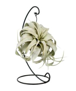 Tillandsia King Xero – Ø12cm – ↕23cm