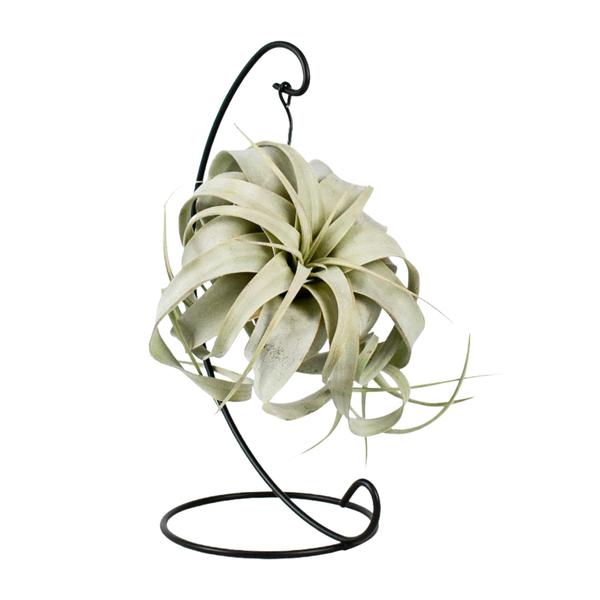 Tillandsia King Xero – Ø12cm – ↕23cm