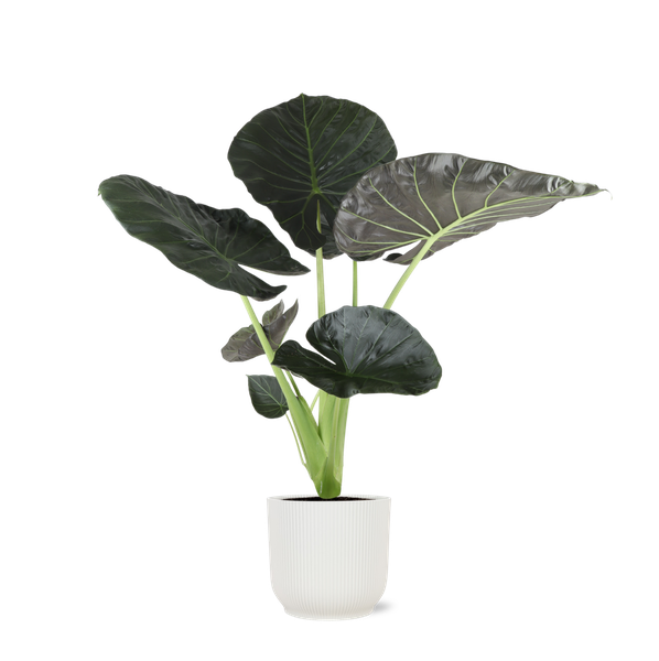 Alocasia Regal Shield Ø 21 cm – ↕100 cm im weißen Übertopf