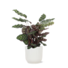 Calathea Makoyana Ø21cm – ↕70cm in Vibes WIT pot