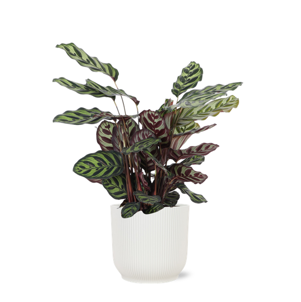 Calathea Makoyana Ø21cm – ↕70cm in Vibes WIT pot