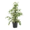 Ficus Benjamina Twilight – Ø17cm – ↕70cm