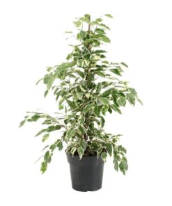 Ficus Benjamina Twilight – Ø17cm – ↕70cm