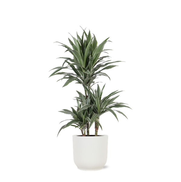 Dracaena Warneckii Ø21cm – ↕65cm in Vibes WIT pot