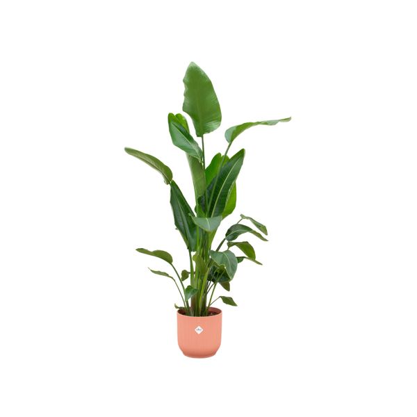 Strelitzia Nicolai inclusief elho Vibes Fold Round roze – 160cm – Ø30