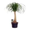 Beaucarnea Nolina – Ø23 cm – ↕80 cm