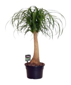 Beaucarnea Nolina – Ø23 cm – ↕80 cm