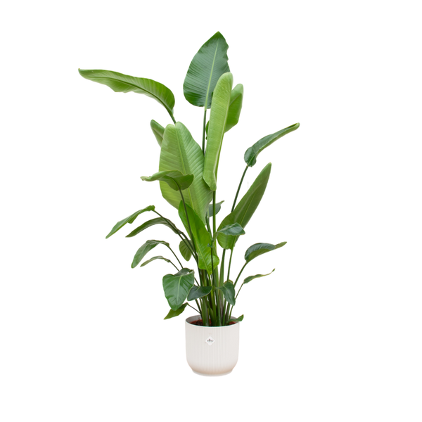 Strelitzia Nicolai inclusief elho Vibes Fold Round wit – 180 cm – Ø30