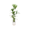 Kentia palm inclusief elho Vibes Fold Round wit – 160cm – Ø30