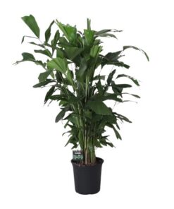 Caryota Mitis – Fischschwanzpalme – Ø24 cm – ↕120 cm