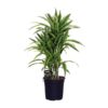 Dracaena Fragr. Lemon Lime – Ø24cm – ↕100cm