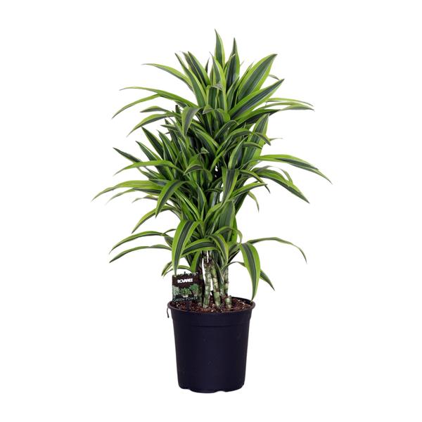 Dracaena Fragr. Lemon Lime – Ø24cm – ↕100cm