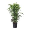 Dracaena Fragrans Lemon Lime Vertakt – Ø27cm – ↕120cm