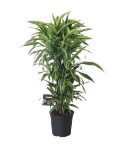 Dracaena Fragrans Lemon Lime Vertakt – Ø27cm – ↕120cm