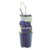 Vitis Boskoop Glory (Blaue Traube) – Ø12cm – ↕30cm