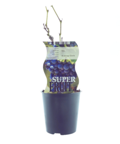 Vitis Boskoop Glory (Blaue Traube) – Ø12cm – ↕30cm