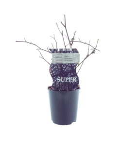 Rubus Black Satin (Dornenlose Brombeere) – Ø12cm – ↕30cm