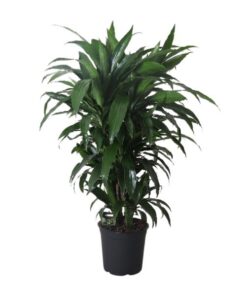 Dracaena Frag. Janet Craig – Ø27cm – ↕120cm