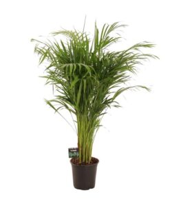 Dypsis Lutescens – Ø21cm – ↕110cm