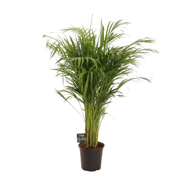 Dypsis Lutescens – Ø21cm – ↕110cm