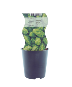 Humulus Westbrau (Hop) – Ø12cm – ↕30cm