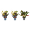 3x Croton Codiaeum mix – 30 cm – ø12