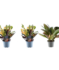 3x Croton Codiaeum mix – 30 cm – ø12