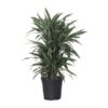 Dracaena Frag. Warneckei – Ø24cm – ↕100cm