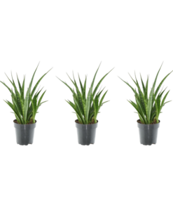 3x Sansevieria Kirkii – 38 cm – ø12