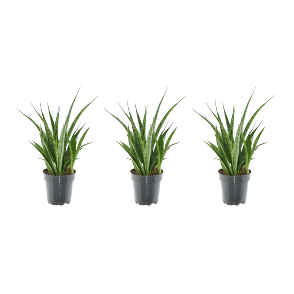 3x Sansevieria Kirkii – 38 cm – ø12