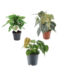 Groen mix 3 planten – Monstera obliqua ‚Monkey Leaf‘ – 25 cm – ø12 – Philodendron Brandtianum – 35 cm – ø12 – Anthurium Chrystallium – 35 cm – ø12