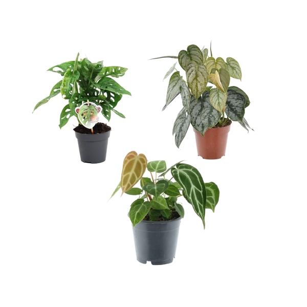 Groen mix 3 planten – Monstera obliqua ‚Monkey Leaf‘ – 25 cm – ø12 – Philodendron Brandtianum – 35 cm – ø12 – Anthurium Chrystallium – 35 cm – ø12