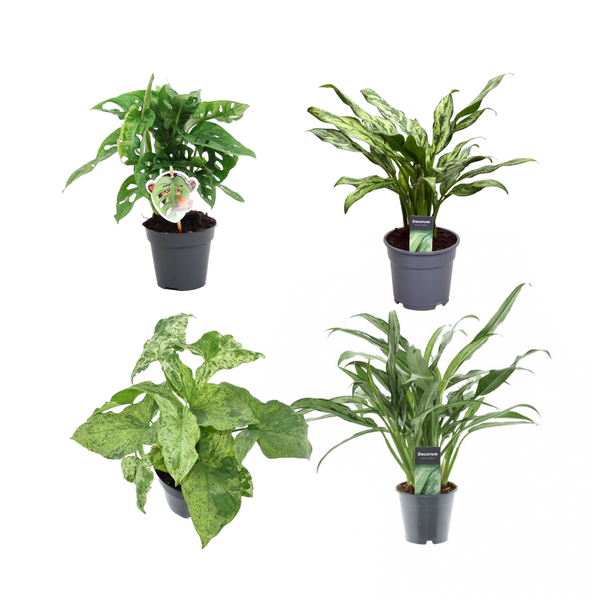 Groen mix 4 planten – Monstera obliqua ‚Monkey Leaf‘ – 25 cm – ø12 – Aglaonema Juliette – 40 cm – ø12 – Syngonium Mottled – 25 cm – ø12 – Aglaonema Cutlass – 40 cm – ø12