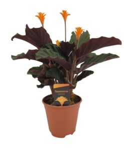 Calathea Crocata – Ø14cm – ↕40cm