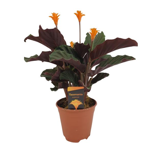 Calathea Crocata – Ø14cm – ↕40cm