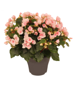 Begonia Betulia“light“ Licht Rose Decorum