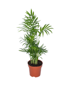 Chamaedorea – Bergpalme – Ø12 cm – ↕50 cm