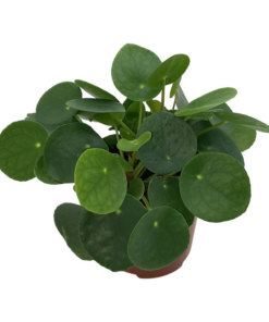 Pilea Peperomioides – Ø13cm – ↕20cm