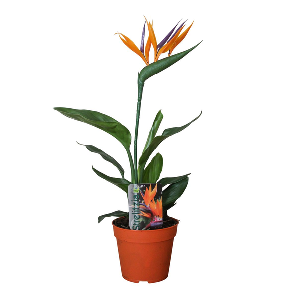 Strelitzia Reginae P13 2pp (met Kunstbloem) – Ø13cm – ↕35cm