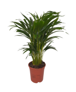 Dypsis Lutescens – Ø17cm – ↕55cm