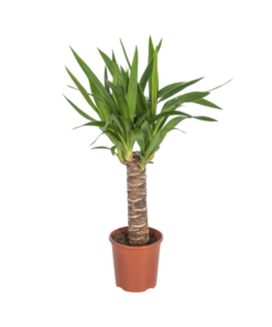 Yucca Enkelestam – Ø17cm – ↕65cm