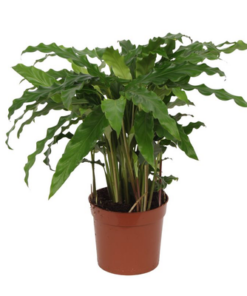 Calathea Bluegrass – 40 cm – Ø12cm